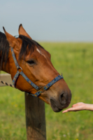 Лошади умеют привязать к себе человеческое сердце