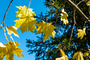 Осенняя мозайка