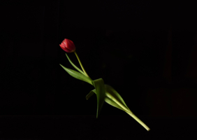 Фанфан-тюльпан