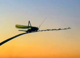 После дождика