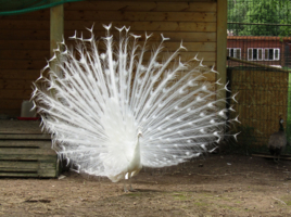 ЛУЧезарный