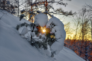 Сквозь елку