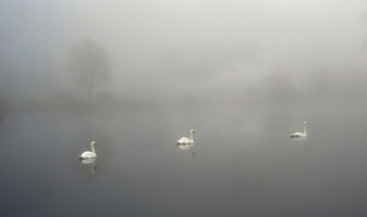 Лебединое озеро