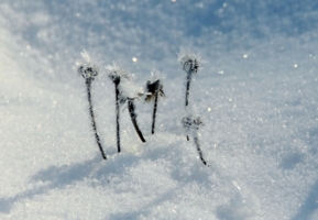 Просто зима