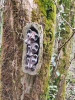 Головки енотов