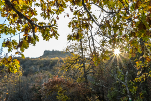 Сквозь листву