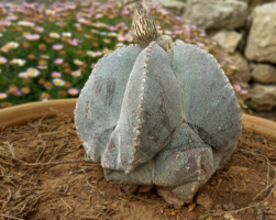 Просто кактус