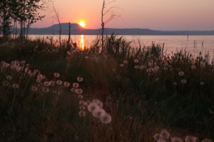 Закат с одуванчиками