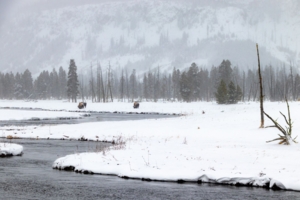 Из жизни бизонов