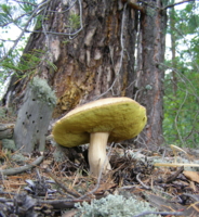 Просто красивый.