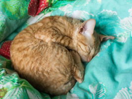 Сладкий сон в мягкой постели