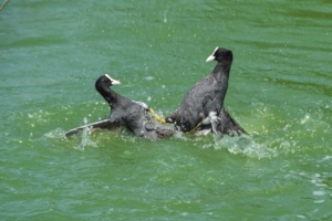 Бои без правил