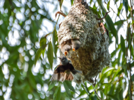Домик из пуха и его пушистые жители