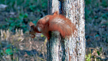 Крепкий орешек