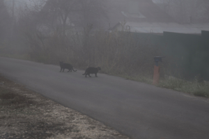 Про приметы