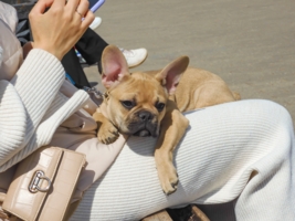 Мягкая нежность...