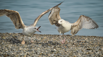 Жесткий отпор