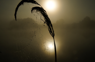 Утро туманное