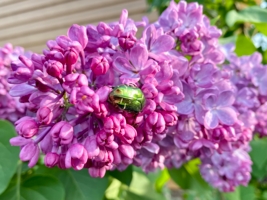 Бронзовка ( жесткокрылые)