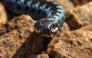 Не отступит...