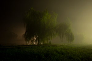 проявляясь в тумане