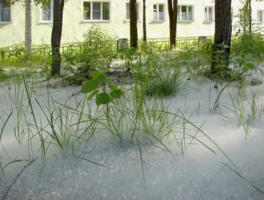 Тополиный пух