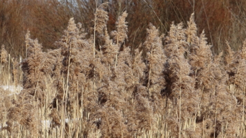 Даже шуршит мягко!