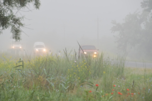 Свет во мгле