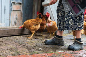 Утренняя кормежка