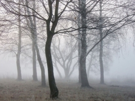 В туманном парке