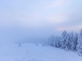 туман прокрался в лес