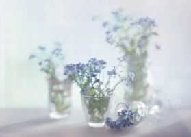 Милые незабудки