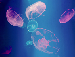 Мягкие, опасные...