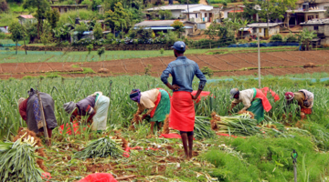 А на плантациях все по-прежнему...))