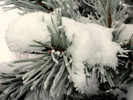 Мягкость выпавшего снега...