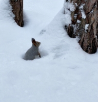 В снежной мягкости