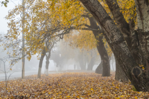 Путник в тумане