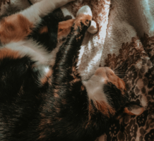 Убаюканная пледом