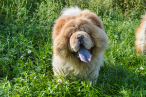 "Мягкая игрушка"