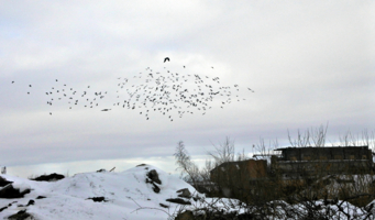 И только птицы...