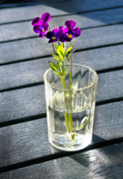 Анюткины глазки