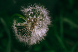 Воздушные странники