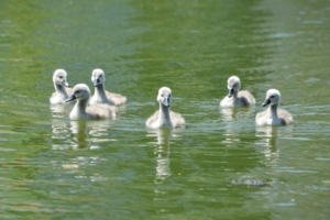 Пушистая флотилия