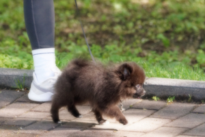 Алтэрнэт(ив) фор кэт...