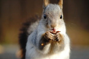 Изящные манеры