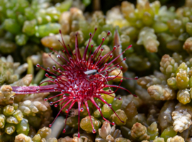 Мягко стелет , да жестко спать..