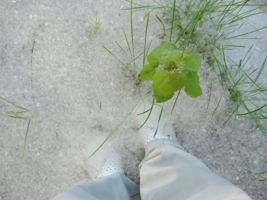 На пуховом облаке