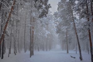 В лес за туманами