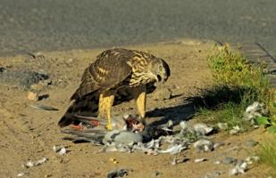 жёстко , но кушать всем хочется