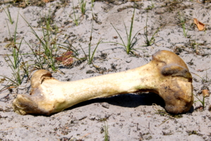 Жёсткость, оставшаяся от обеда...